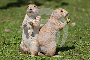 Black-tailed prairie dog Cynomys ludovicianus.