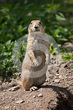 Black-tailed prairie dog Cynomys ludovicianus.