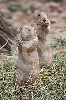 Black-tailed prairie dog Cynomys ludovicianus