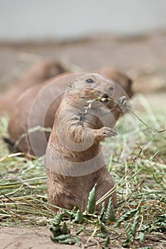 Black-tailed prairie dog Cynomys ludovicianus photo