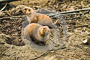 Black-tailed prairie dog Cynomys ludovicianus.