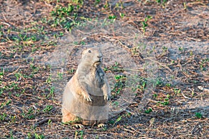 Black-tailed prairie dog Cynomys ludovicianus.