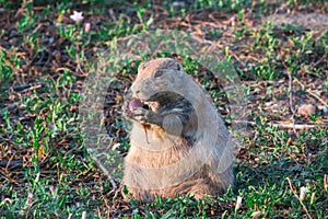 Black-tailed prairie dog Cynomys ludovicianus.