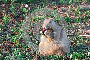 Black-tailed prairie dog Cynomys ludovicianus.