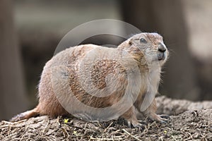 The black-tailed prairie dog Cynomys ludovicianus above ground