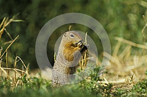 Black-Tailed Prairie Dog, cynomys ludovicianus, Adult eating Plants