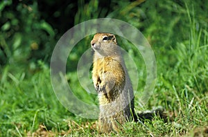 Black Tailed Prairie Dog, cynomys ludovicianus, Adult looking around