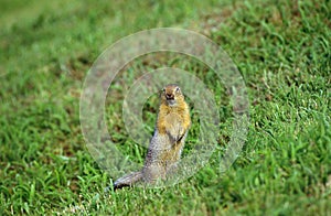 Black Tailed Prairie Dog, cynomys ludovicianus, Adult looking around