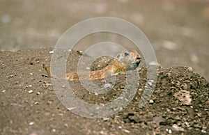 Black Tailed Prairie Dog, cynomys ludovicianus, Adult standing at Den Entrance