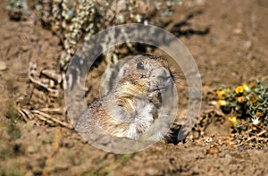 Black-Tailed Prairie Dog, cynomys ludovicianus, Adult standing at Den Entrance