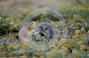 BLACK-TAILED PRAIRIE DOG cynomys ludovicianus, ADULTS EATING LEAVES, WYOMING