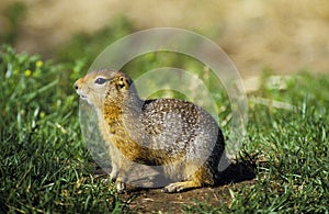 BLACK-TAILED PRAIRIE DOG cynomys ludovicianus, CALIFORNIA