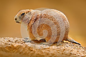 Black-tailed prairie dog, Cynomys ludovicianus, cute animal from rodent of family Sciuridae found in Great Plains, North America.