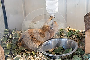 Black-tailed prairie dog (Cynomys ludovicianus) drinking from water bottle in enclosure at zoo