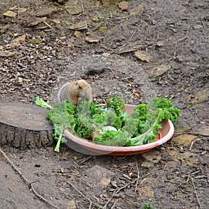 A black-tailed prairie dog cynomys ludovicianus eating greens