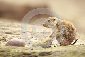 Black-tailed prairie dog Cynomys ludovicianus eating vegtables