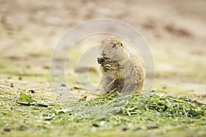 Black-tailed prairie dog Cynomys ludovicianus eating vegtables