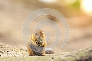 Black-tailed prairie dog Cynomys ludovicianus eating vegtables