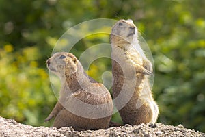 Black-tailed prairie dog Cynomys ludovicianus eating vegtables