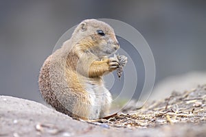 Black-tailed prairie dog Cynomys ludovicianus eating vegtables