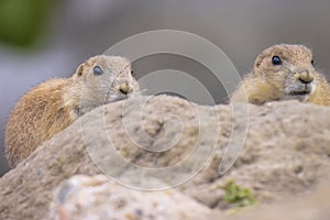 Black-tailed prairie dog Cynomys ludovicianus eating vegtables