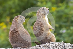 Black-tailed prairie dog Cynomys ludovicianus eating vegtables