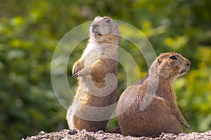 Black-tailed prairie dog Cynomys ludovicianus eating vegtables