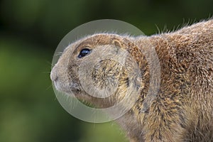 Black-tailed prairie dog Cynomys ludovicianus eating vegtables