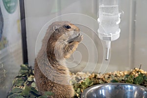 Black-tailed prairie dog (Cynomys ludovicianus) in enclosure at zoo