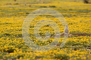 Black-tailed prairie dog Cynomys ludovicianus in flower field