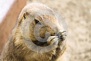 Black-Tailed Prairie Dog Cynomys ludovicianus head shot portrait with hands next to mouth. This rodent lives in large colonies