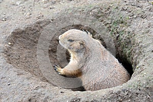 Black tailed prairie dog, cynomys ludovicianus  in its burrow