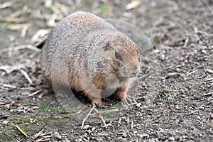 Black tailed prairie dog, cynomys ludovicianus  in its burrow