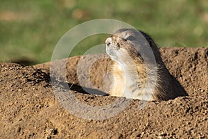 Black-Tailed Prairie Dog Cynomys ludovicianus in its burrow, c