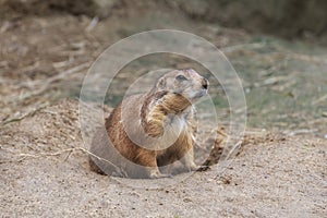 Black-tailed prairie dog, Cynomys ludovicianus with lighter-colored bellies