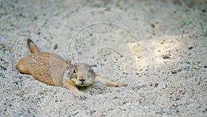 Black-tailed prairie dog Cynomys ludovicianus lying in the sand and resting