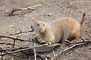 Black-tailed prairie dog, Cynomys ludovicianus, nibbling sprigs