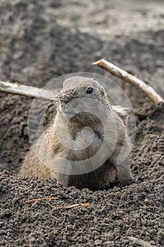 Black-tailed prairie dog Cynomys ludovicianus, close-up photo