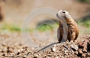 Black-tailed prairie dog Cynomys ludovicianus sitting on ground, sunny day, closeup detail