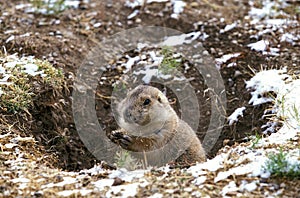 Black-Tailed Prairie Dog, cynomys ludovicianus, standing at Den Entrance
