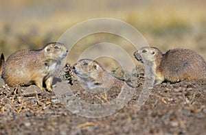 Black-Tailed Prairie Dog, cynomys ludovicianus, standing at Den Entrance