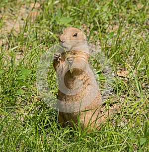 Black tailed prairie dog Cynomys ludovicianus standing in grass eating