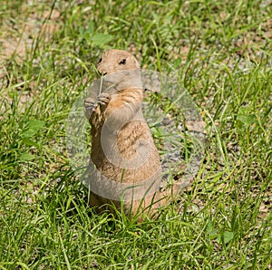 Black tailed prairie dog Cynomys ludovicianus standing in grass eating