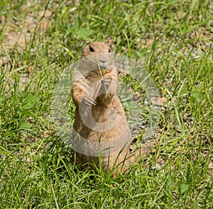 Black tailed prairie dog Cynomys ludovicianus standing in grass eating