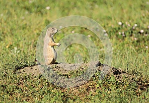 Black-tailed prairie dog (Cynomys ludovicianus) standing in meadow.