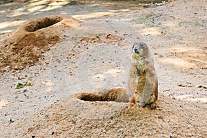 The black-tailed prairie dog Cynomys ludovicianus standing near his burrow in sand and looking around.