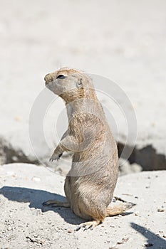 The black-tailed prairie dog Cynomys ludovicianus standing on