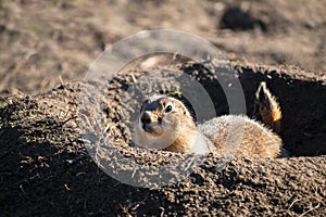 Black-Tailed Prairie Dog Cynomys ludovicianus a type of ground
