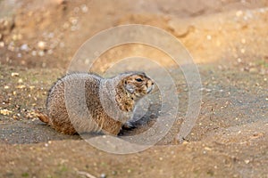 Black-tailed Prairie Dog (Cynomys ludovicianus) in the USA