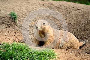 Black-tailed prairie dog Cynomys ludovicianus